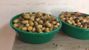 رطب نغال ب مسقط