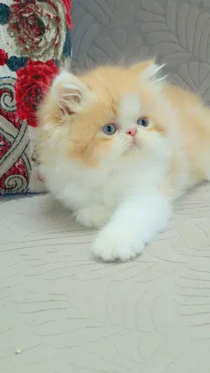 ذكر بيرشين ريد وايت