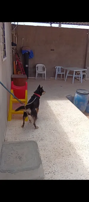 الاسم روكي هجين بين هاسكي ومينوا