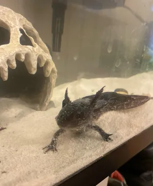 Fish1