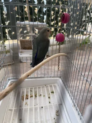بركديلو روز للبيع