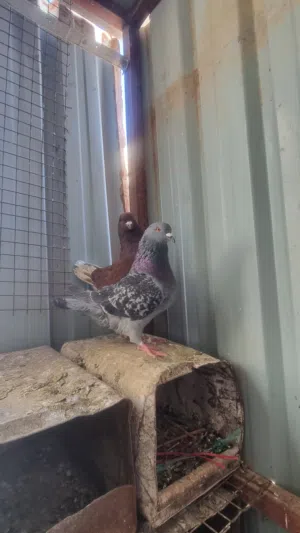 جوز كينق شغال ومكفول