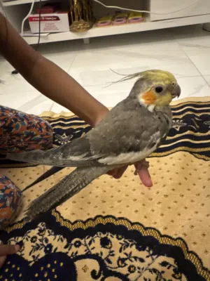 Cockatiel Bird Baby
