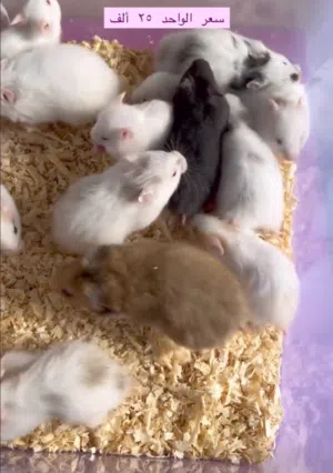 هامستر سوري صغير