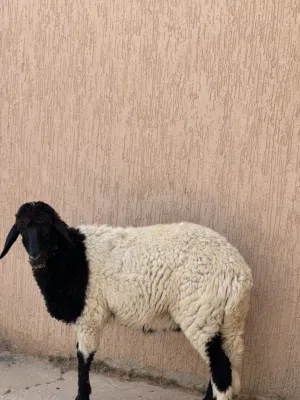 بيع افطيم توميه