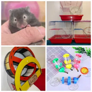 قفص هامستر في جامعه حلوان كلمني واتس