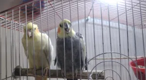 طيور كوكتيل العدد 2 + 2 طيور حب (للمعلومة متزاوجات)