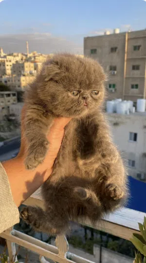 بريتش بلو فولد