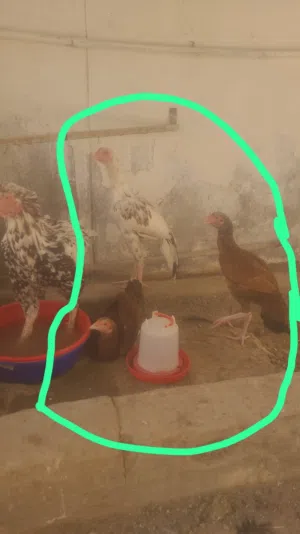 دجاج باكستاني 3 حبات مامتأكد ديكين ودجاجه. او دجاجتين وديك . بيع جمله الوحده 9 ريال المجموع ثلاث 27