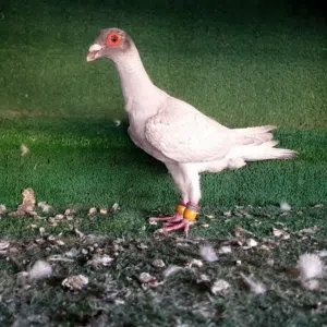 الزرقاء الجبل البيض