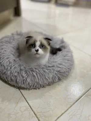 للبيع قطط مكس بريد سكوتش فولد