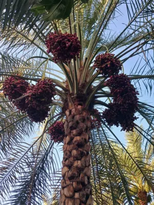 تتوفر نخله مزناج للطناء