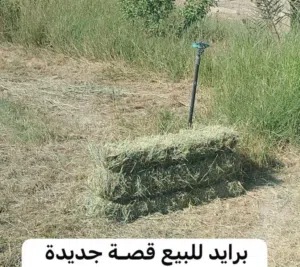 تتوفر لدينا برايد للبيع قصة جديدة
