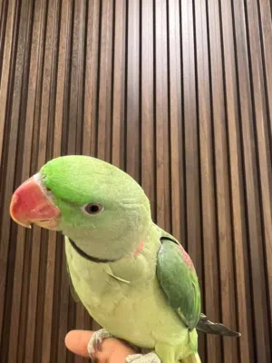 متوه نيباليه للبيع