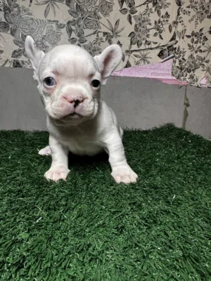 Premium Fluffy French Bulldog Puppies