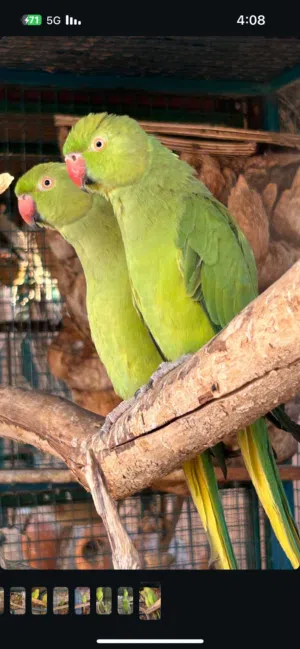 دره كوكتيل روز وارانب