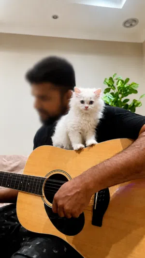Pet/Cat Sitting At Home With Individual Care. Cageless
