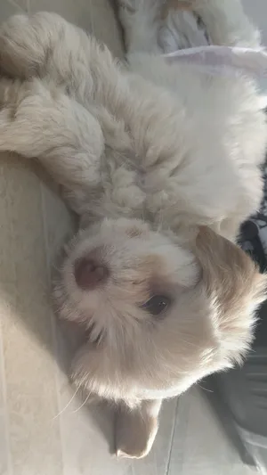Golden Retriever1