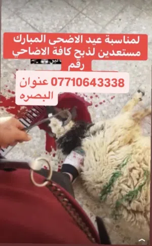 العنده ذبيحه. يرسل وتساب اشتغل مناطق البصره المعقل. وشط العراب الجزيره فقط