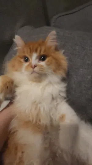 Persian cat for adoption (color: orange and white)