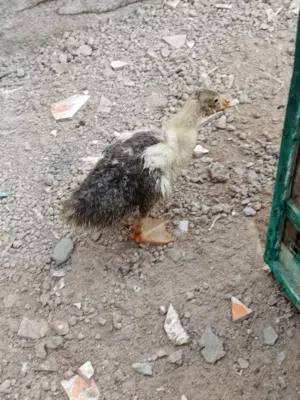 بطه للبيع لوصف مهم