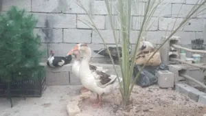 بط وبش مصري البيع