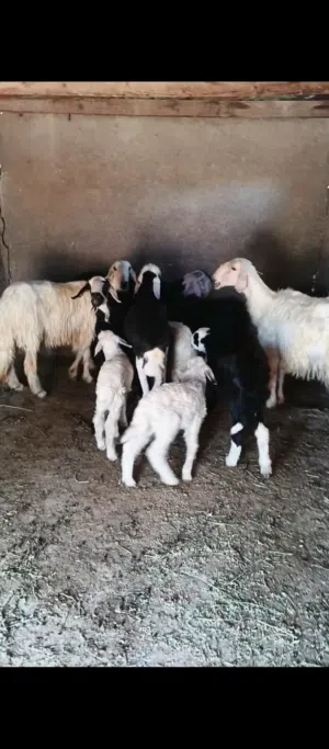 اربع نعاج نجديات وفحلهن تحتيهن خمسه