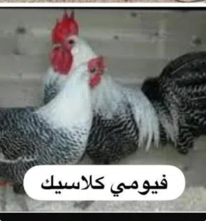 بيض دجاج فيومي  مخصب