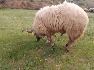 فحل غنم مضمون