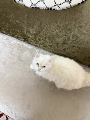اليف وصحته ممتازه