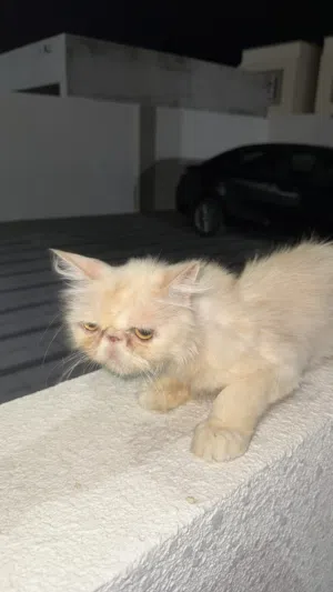 قطه بيكي فيس للتبني