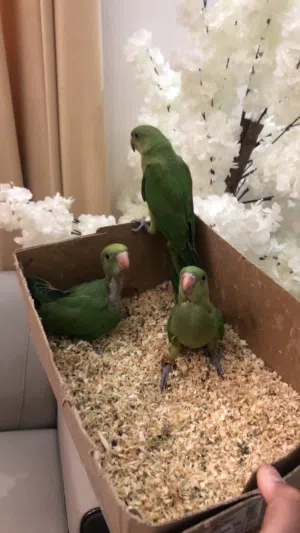 فروخ بغبغاء الدره الخضره