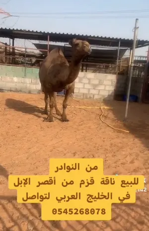 ‏جمال‏3