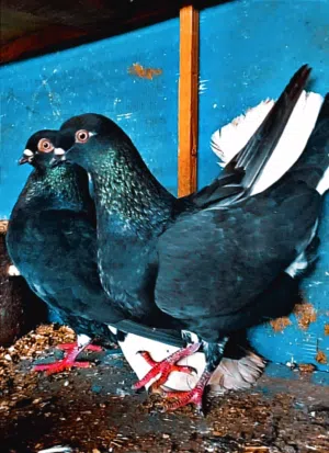 نوريات سود ذنب كوخ الطيره بنت زرازير