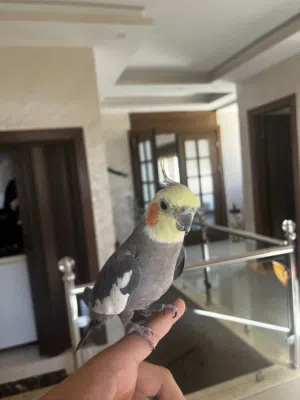 ببغاء كوكتيل  ذكر وببغاء الروز  أنثى للبيع
