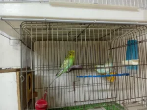 جوز حب شغالات