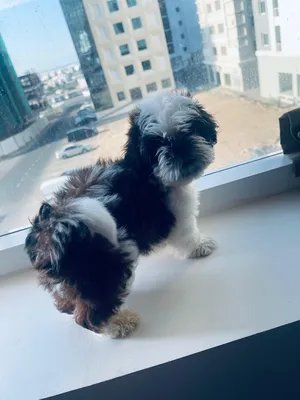 Shih Tzu Puppies