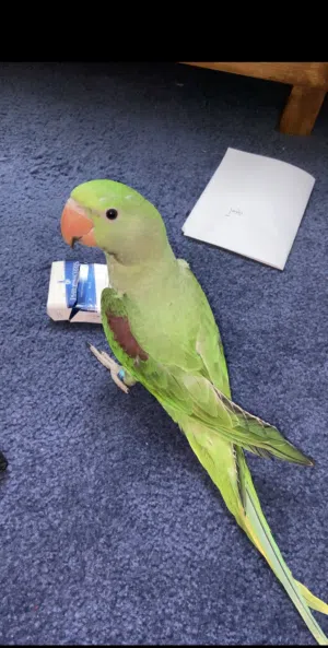 ببغاء كساندرا النيبالي
