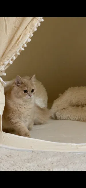 قطط للتبني (مجانا) free kittens up for adoption