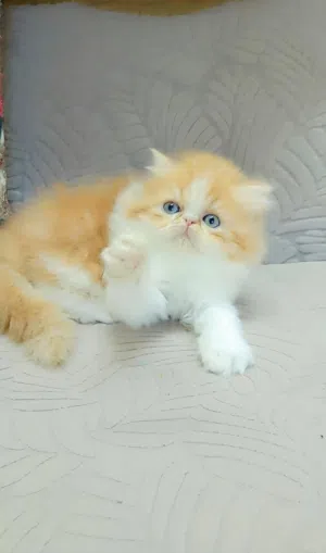 بسم لله للبيع بنوته بيرشين ريد وايت