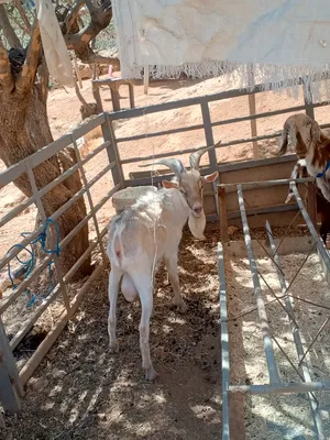 ‏ماعز‏2