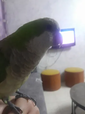 Parrots3