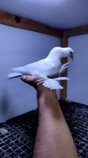 ربي يبارك ماشاء الله 6 طروف إنتاج هزاز سعرهم 350