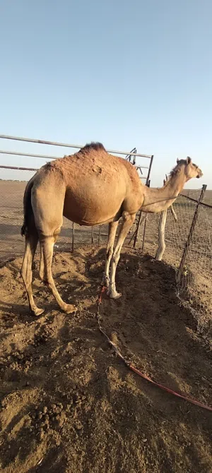ناقه للبيع سمين