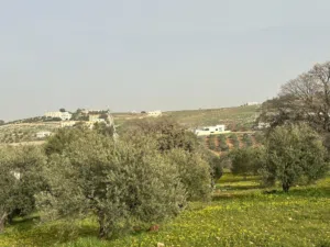 Residential Land for Sale in Zarqa Birayn