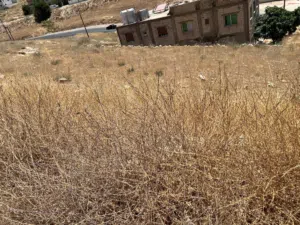 Residential Land for Sale in Amman Marka Al Janoubiya