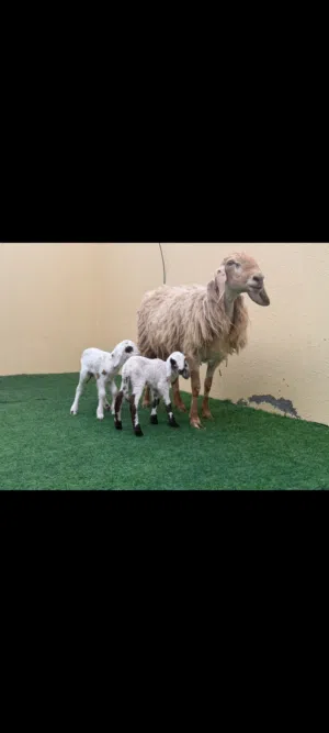 للبيع حلال كشميري وكبش