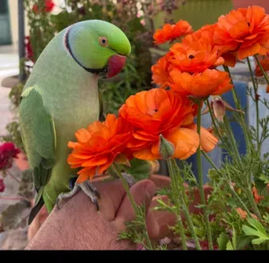 ببغاء دره اليف محجل