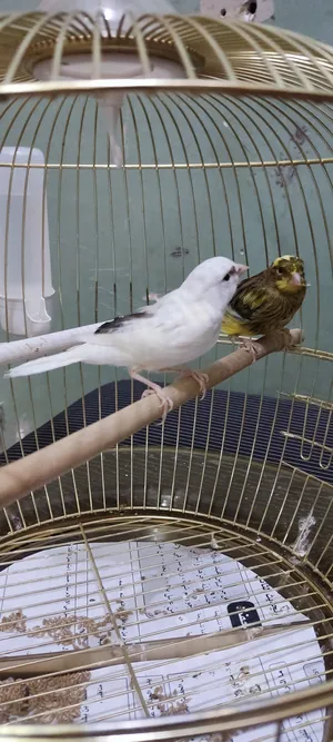 Birds0
