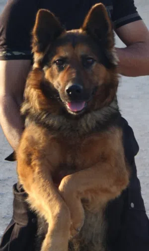 كلاب للبيع اقرا الوصف